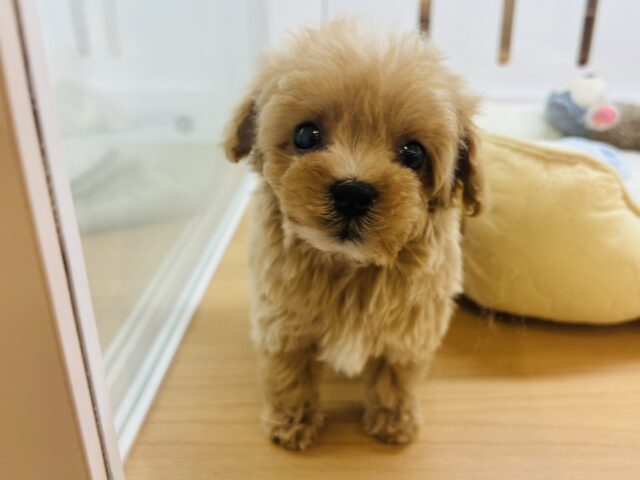マルプー