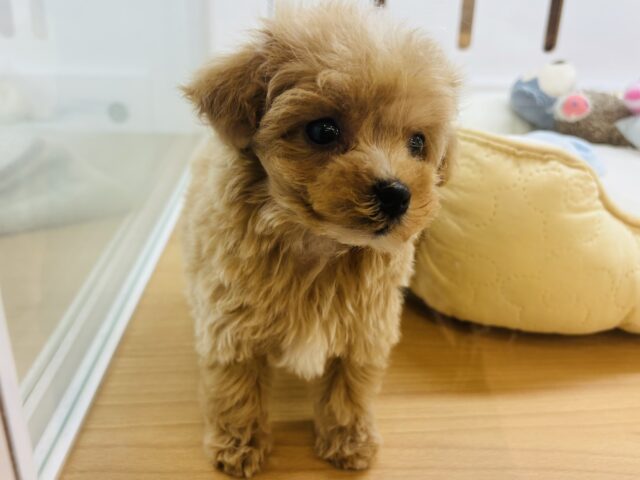 マルプー