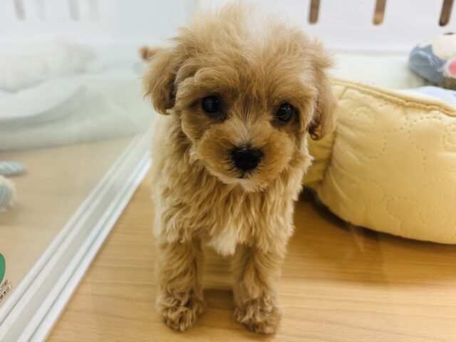 マルプー