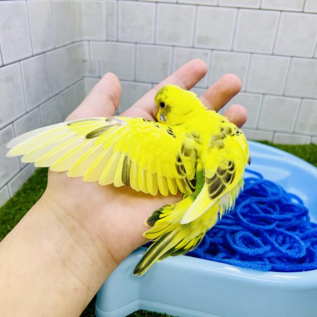 セキセイインコ