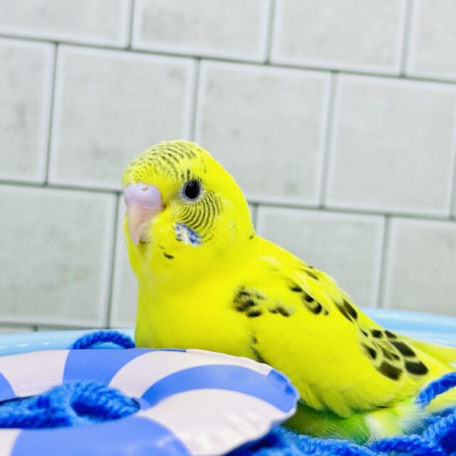 セキセイインコ