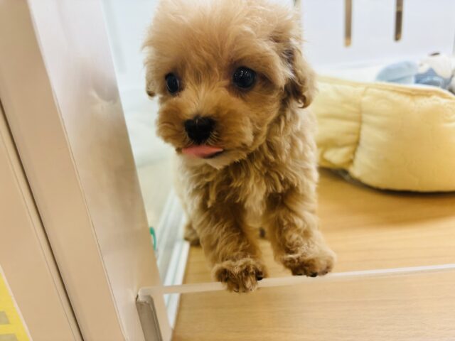 マルプー