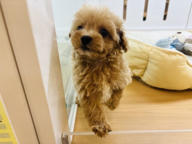 マルプー