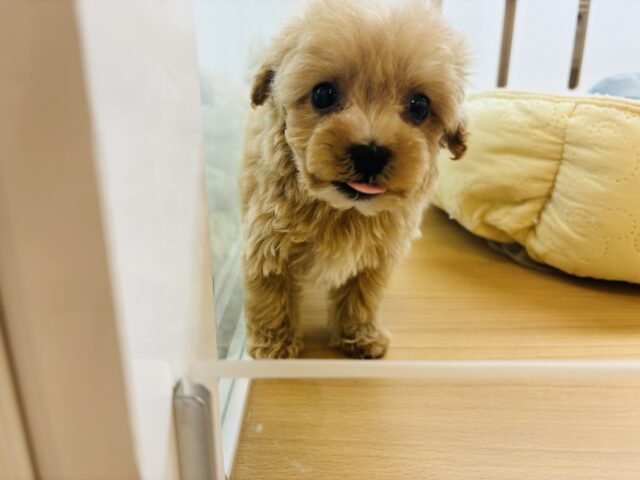 マルプー