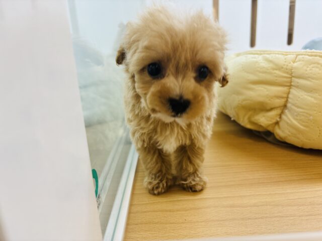 マルプー