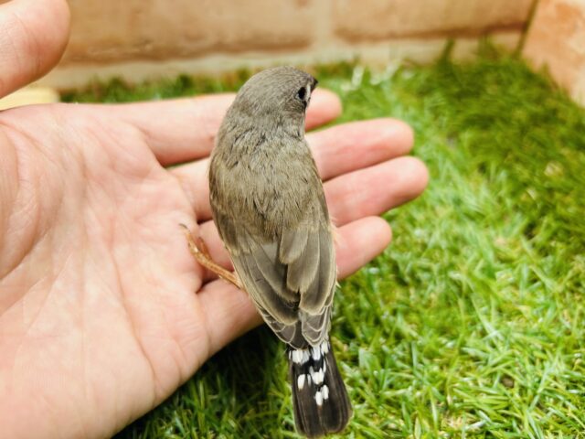 錦花鳥（キンカチョウ）