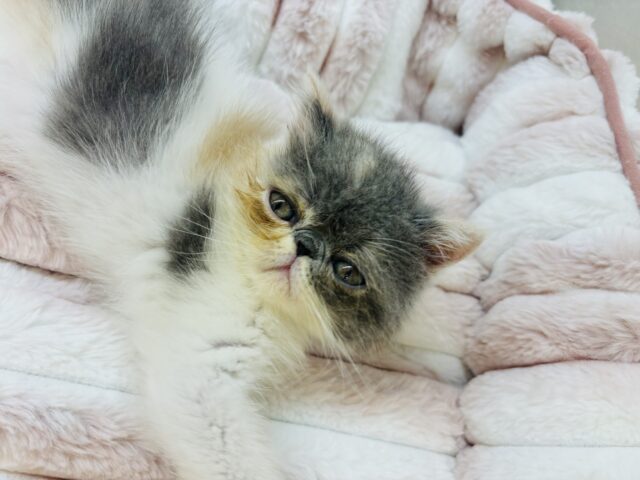 エキゾチック