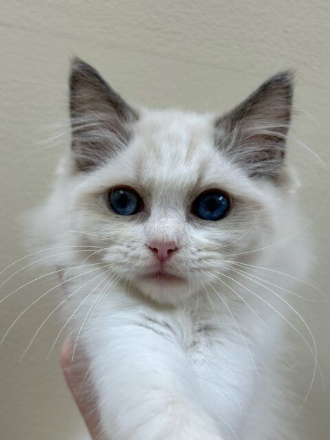 わんぱくイケメン💙ラグドールくん