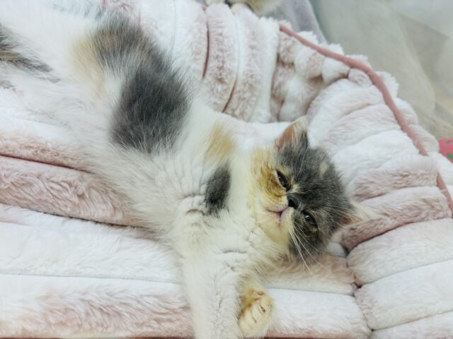 エキゾチック