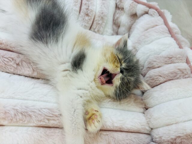 エキゾチック