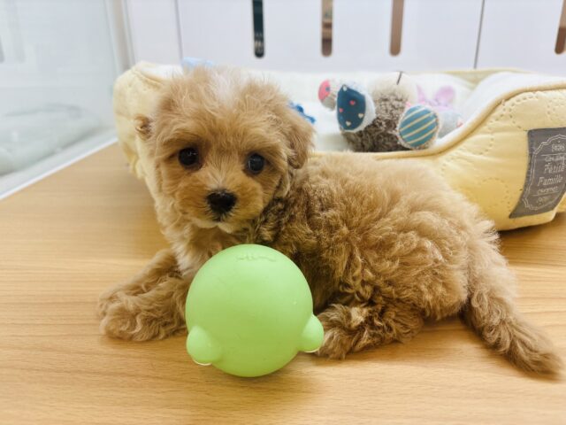 マルプー