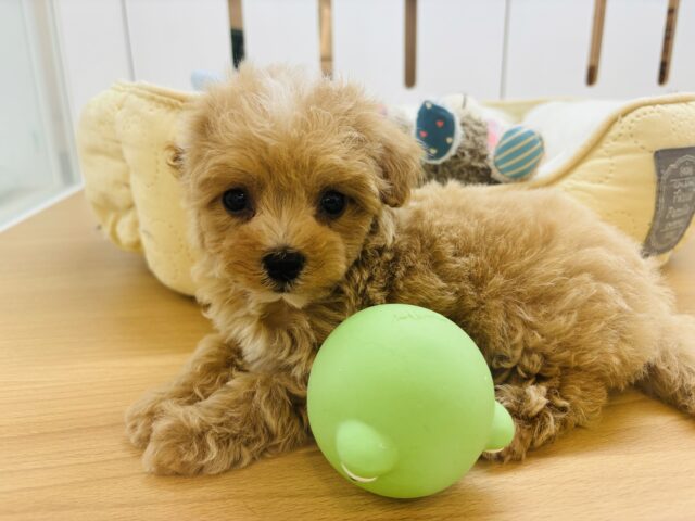 マルプー
