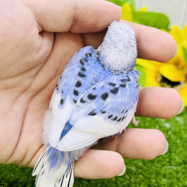 【最新画像更新☆☆】濃いめにブルーハワイ?? セキセイインコ セキセイインコ