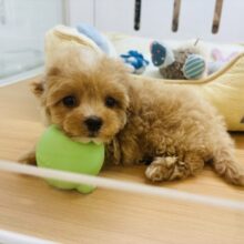 とびっきり甘えさせてっ♡ミックス犬ちゃん(マルチーズ×トイプードル)