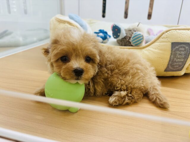 とびっきり甘えさせてっ♡ミックス犬ちゃん(マルチーズ×トイプードル)