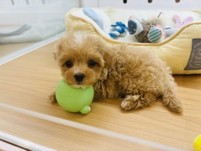 マルプー