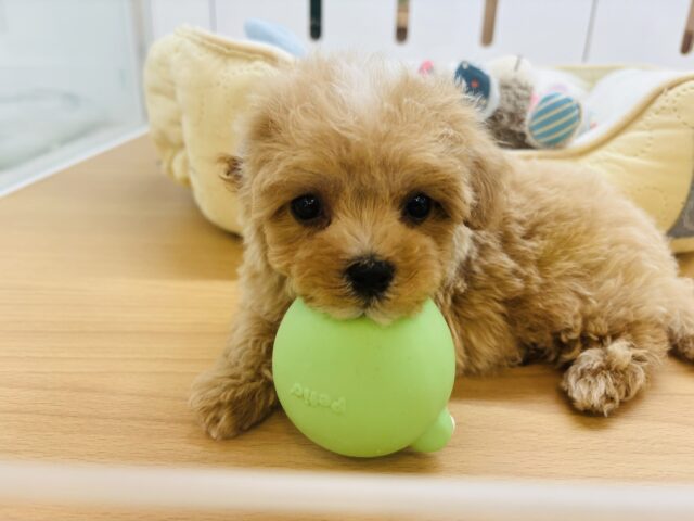 マルプー