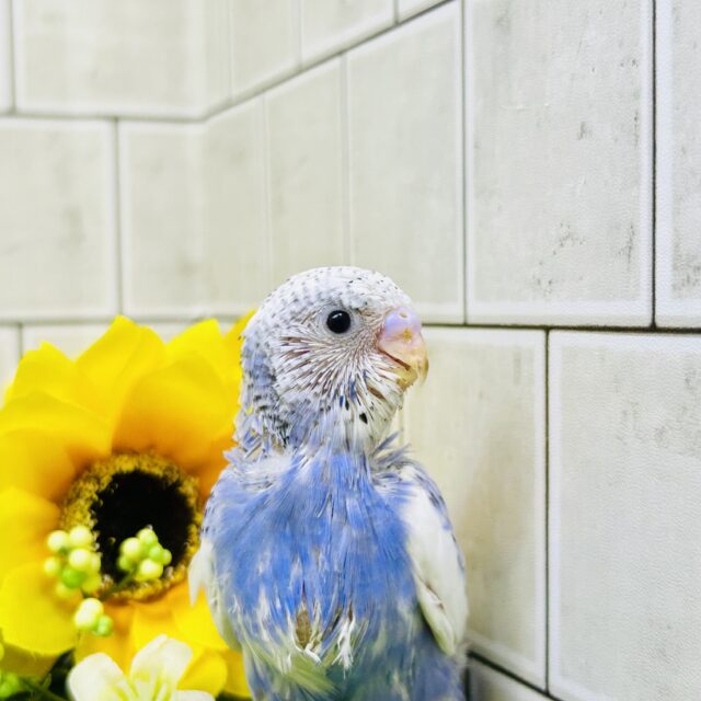 【最新画像更新☆☆】濃いめにブルーハワイ?? セキセイインコ セキセイインコ