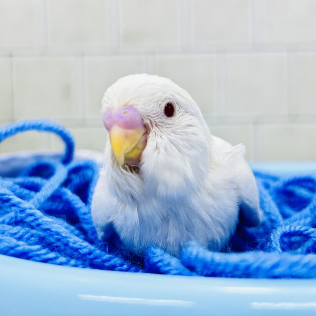 白い砂浜みたいな人気の美カラー♪♪　セキセイインコ