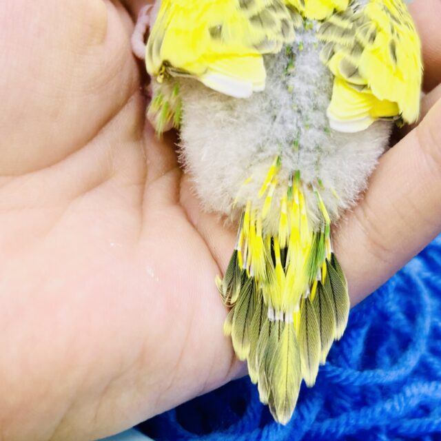 セキセイインコ