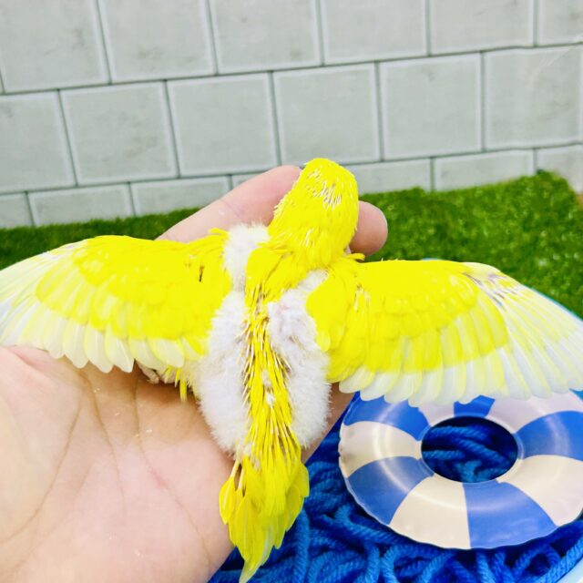 セキセイインコ
