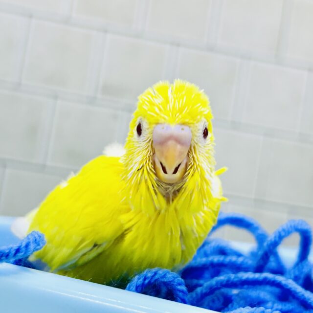 セキセイインコ