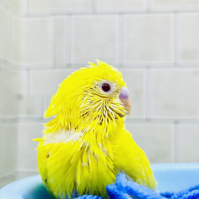 セキセイインコ