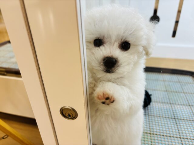 ビションフリーゼ