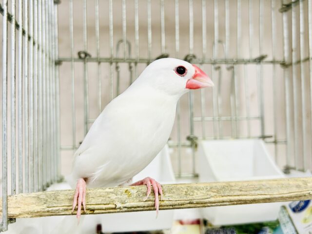 カラー色々