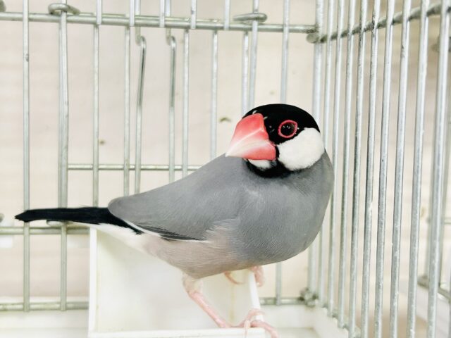 カラー色々
