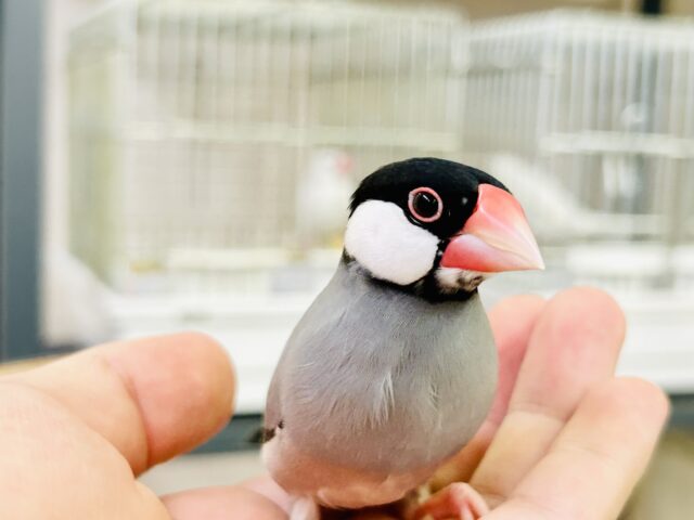 カラー色々