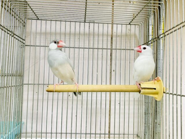 カラー色々