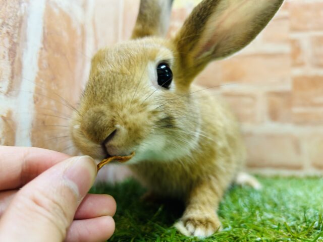 ミニウサギ