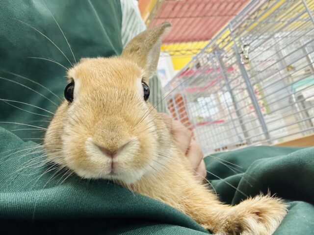 ミニウサギ