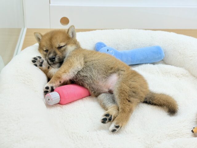 柴犬
