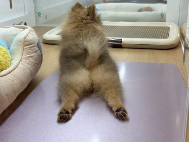 ポメラニアン