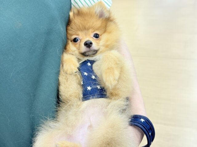 ポメラニアン