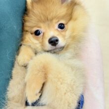 超ホヤホヤ最新画像✨サーカス団顔負けジャ〜〜ンプ！？ポメラニアンくん！