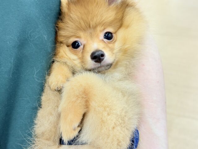 超ホヤホヤ最新画像✨サーカス団顔負けジャ〜〜ンプ！？ポメラニアンくん！