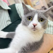 困り顔のマンチカンきたよ💖