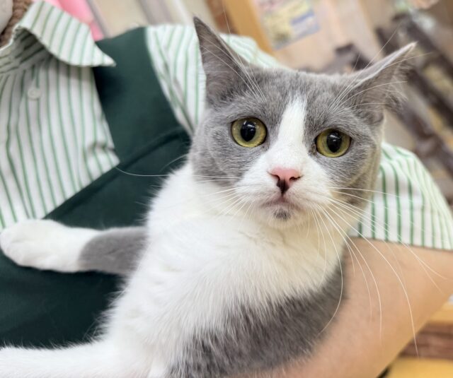 困り顔のマンチカンきたよ💖