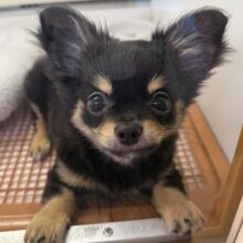 最新画像！元気の塊のようなチワワ来ましたー