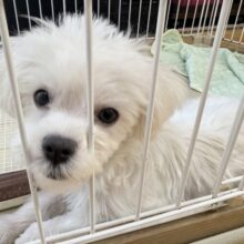 最新画像！愛嬌たっぷり☺️マルチーズくんが来たよ！！！