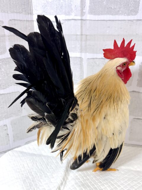 セラマ