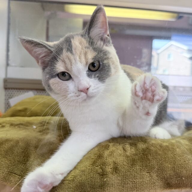 ブリティッシュショートヘア