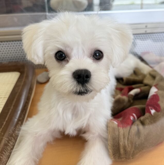 最新画像!愛嬌たっぷり☺️マルチーズくんが来たよ!!! マルチーズ