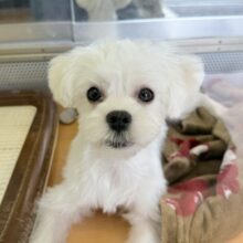 最新画像！愛嬌たっぷり☺️マルチーズくんが来たよ！！！