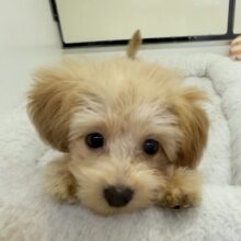 最新画像！可愛さにメロメロになっちゃう？マルプーちゃん！