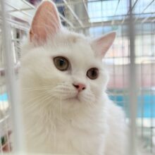 最新画像📷ミルクティーみたいな可愛さ！サイベリアンちゃん！