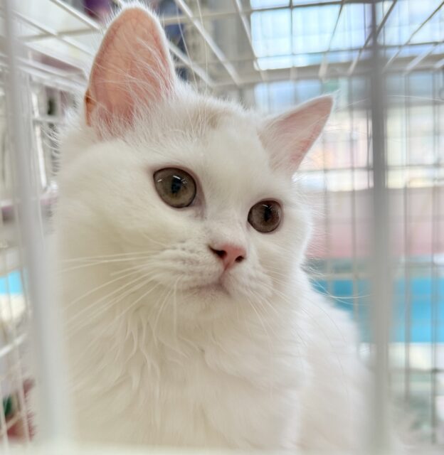 最新画像📷ミルクティーみたいな可愛さ！サイベリアンちゃん！